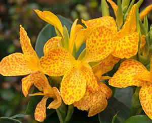  Canna Cannova Gold Leopard 